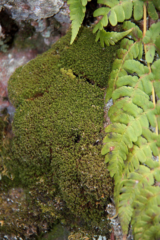 Amphidium lapponicum